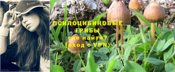 стаф Аркадак