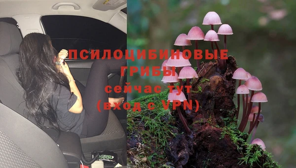 стаф Аркадак